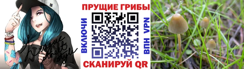 кракен как зайти  где продают наркотики  Липецк  Псилоцибиновые грибы Psilocybe 